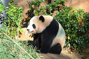 恩賜上野動物園 (東京都) パンダ